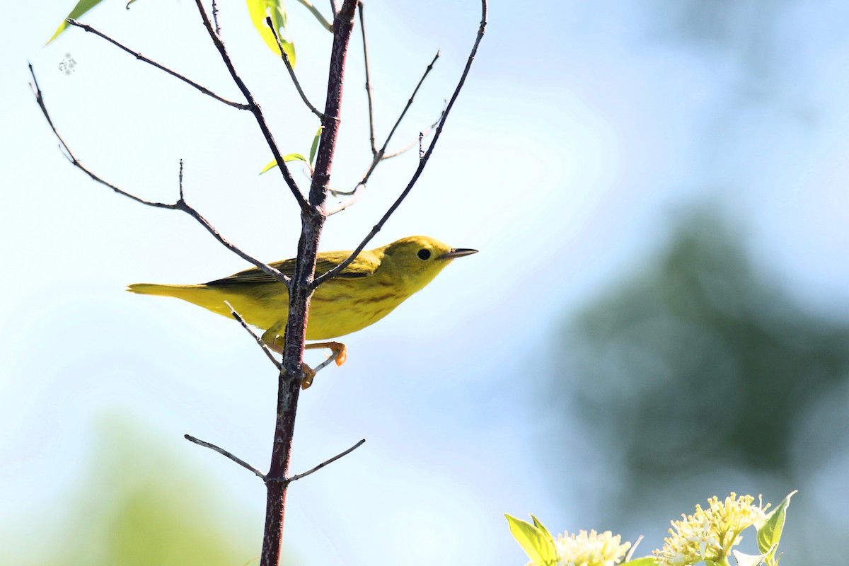 Yellow Warbler - Robyn Savage