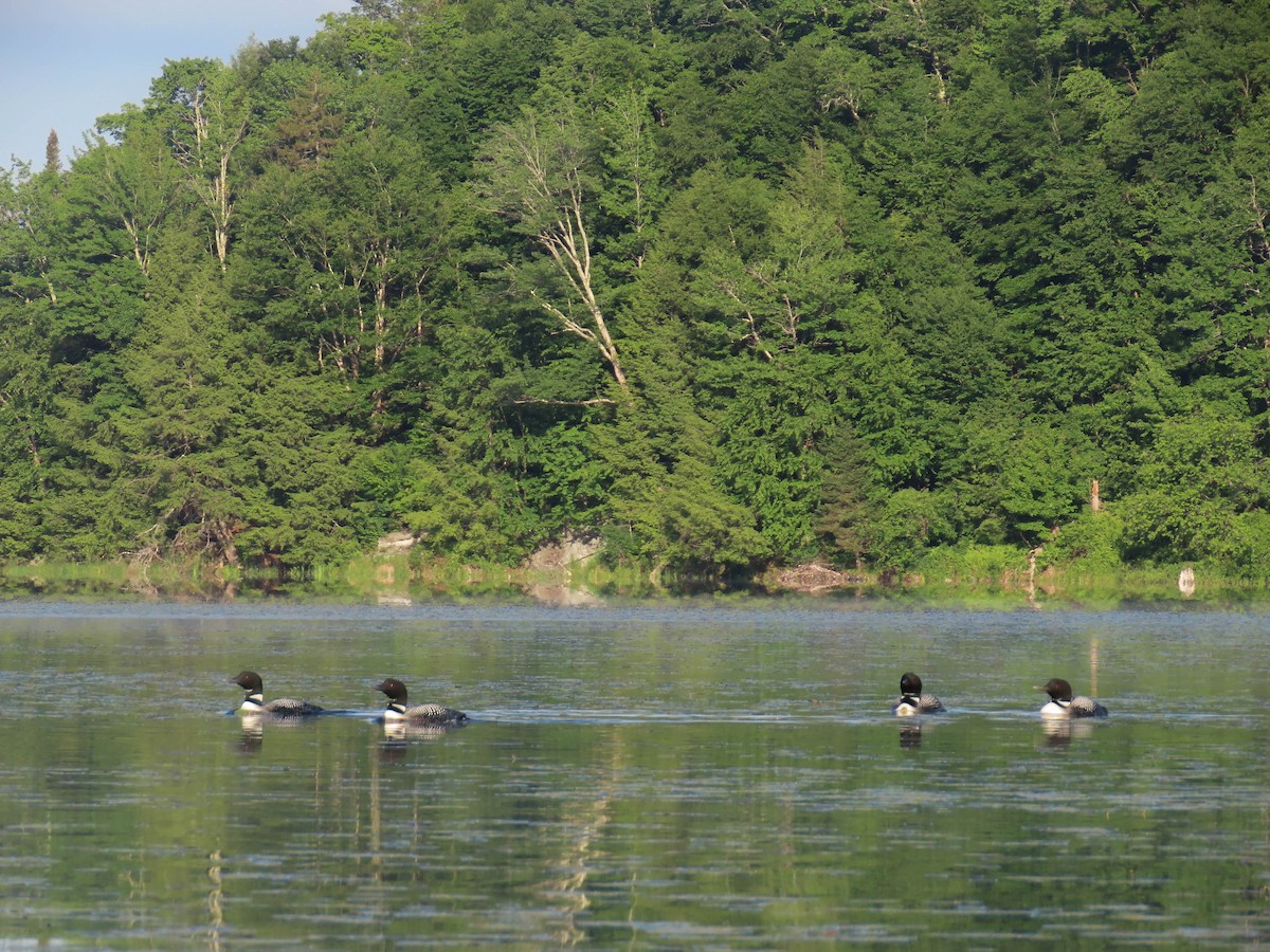 Common Loon - ML349098151