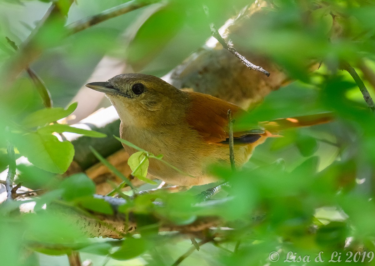 Araguaia Spinetail - ML349098601