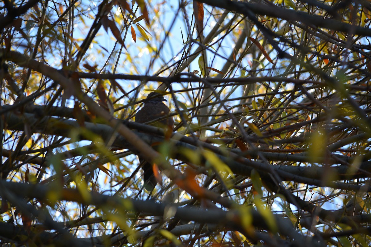 Chilean Pigeon - Silvina Irene Briasco