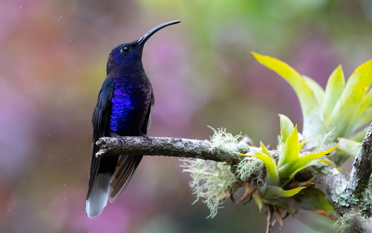 Violet Sabrewing - ML349101631