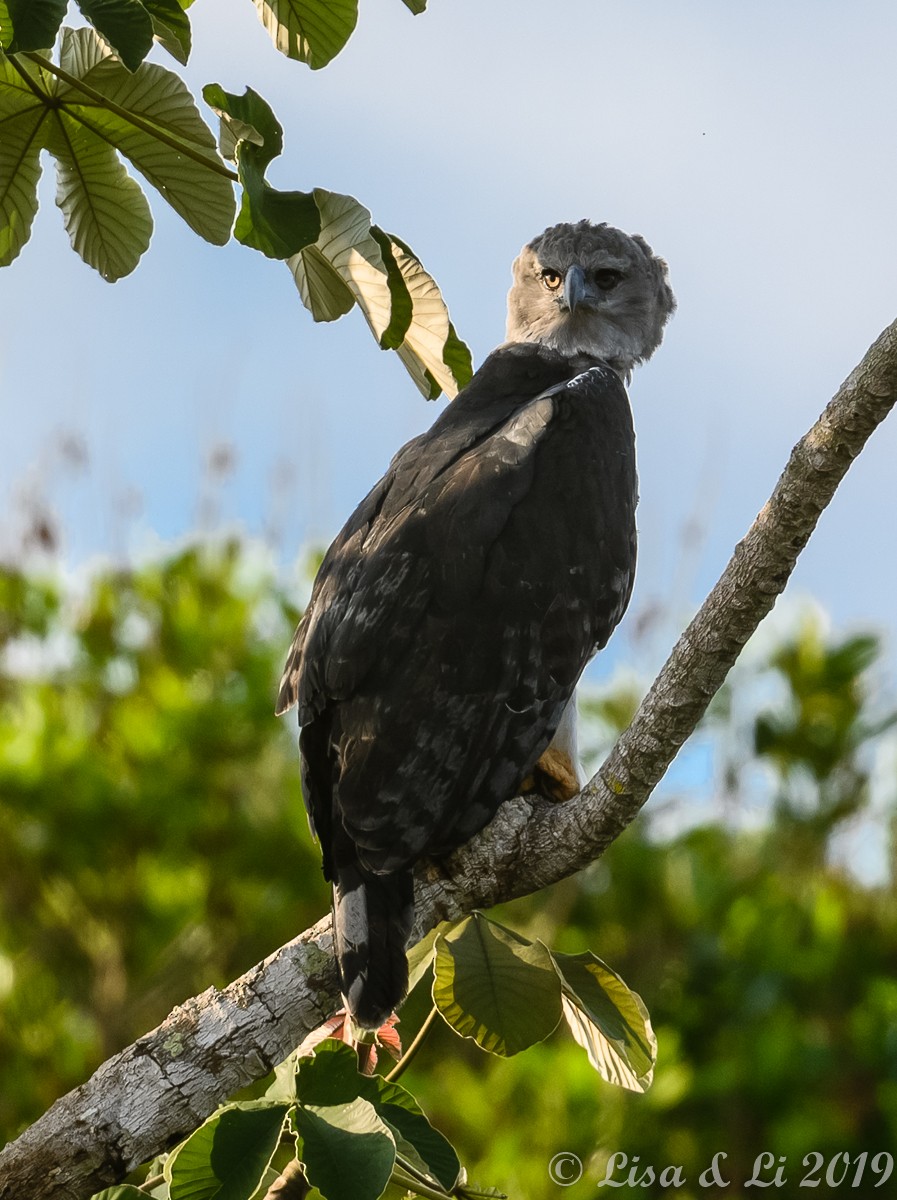 Harpy Eagle - ML349102371