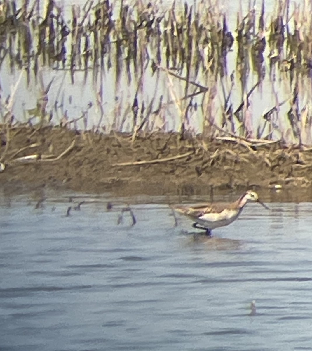 Wilson's Phalarope - ML349103481