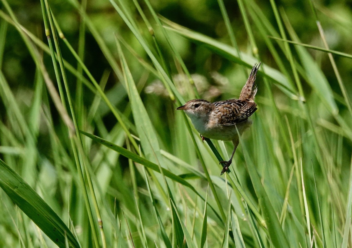 Sedge Wren - Nikhil Kumaranayagam