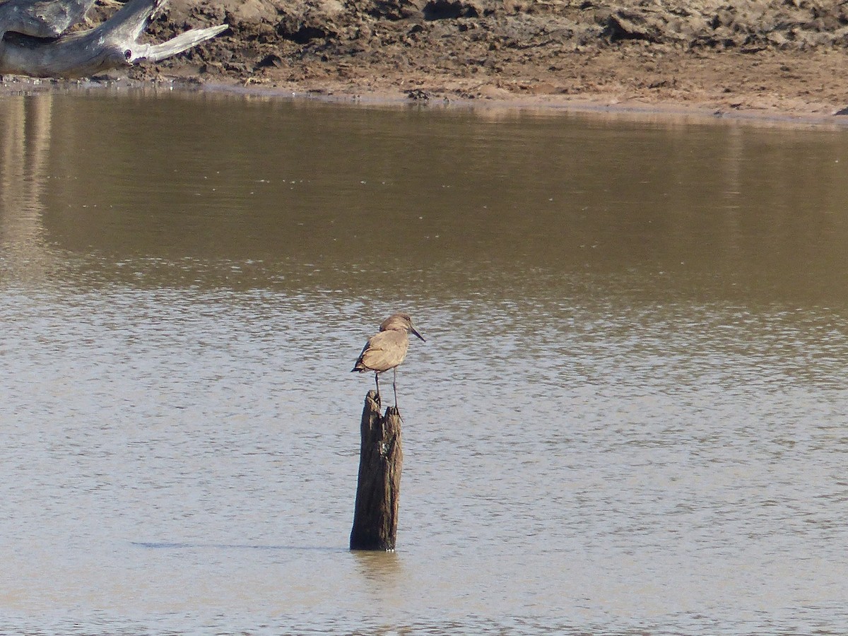 Hamerkop - ML349103781