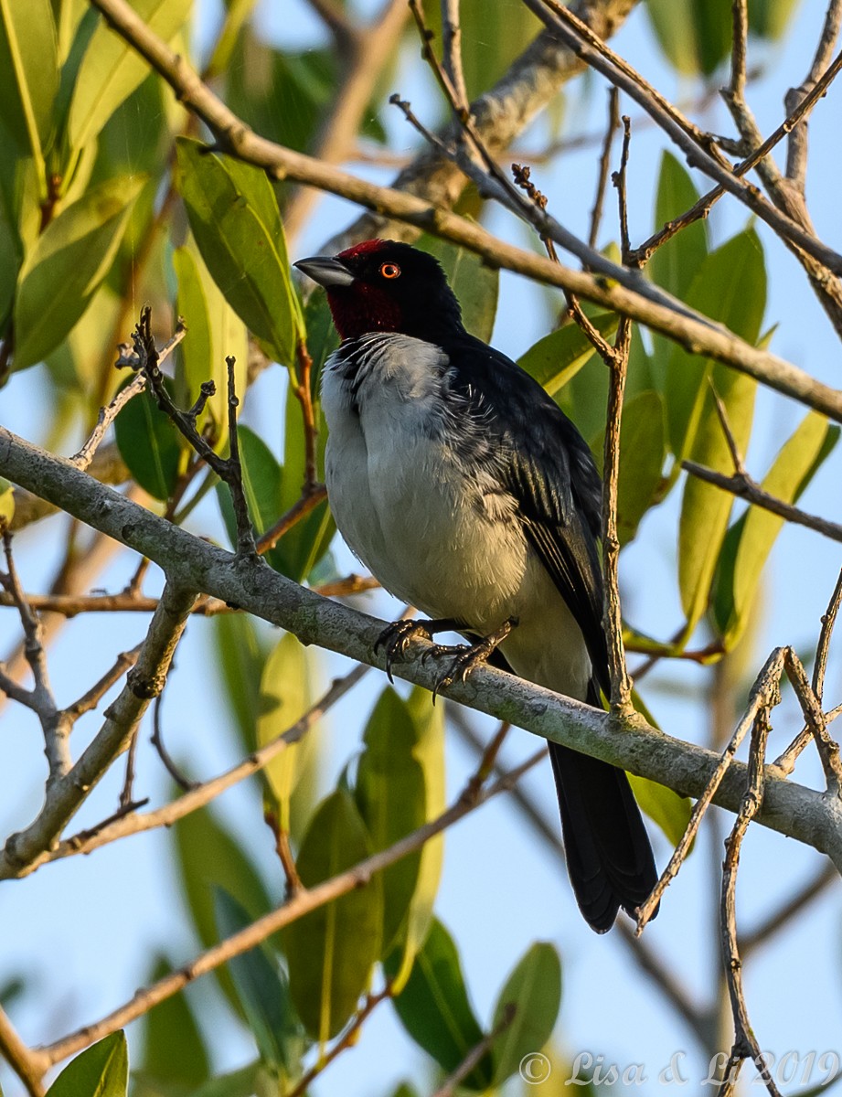 Crimson-fronted Cardinal (Araguaia) - ML349104001