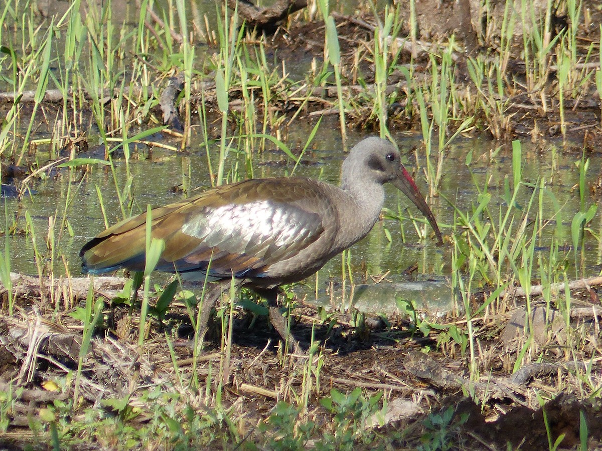 Hadada Ibis - ML349106791