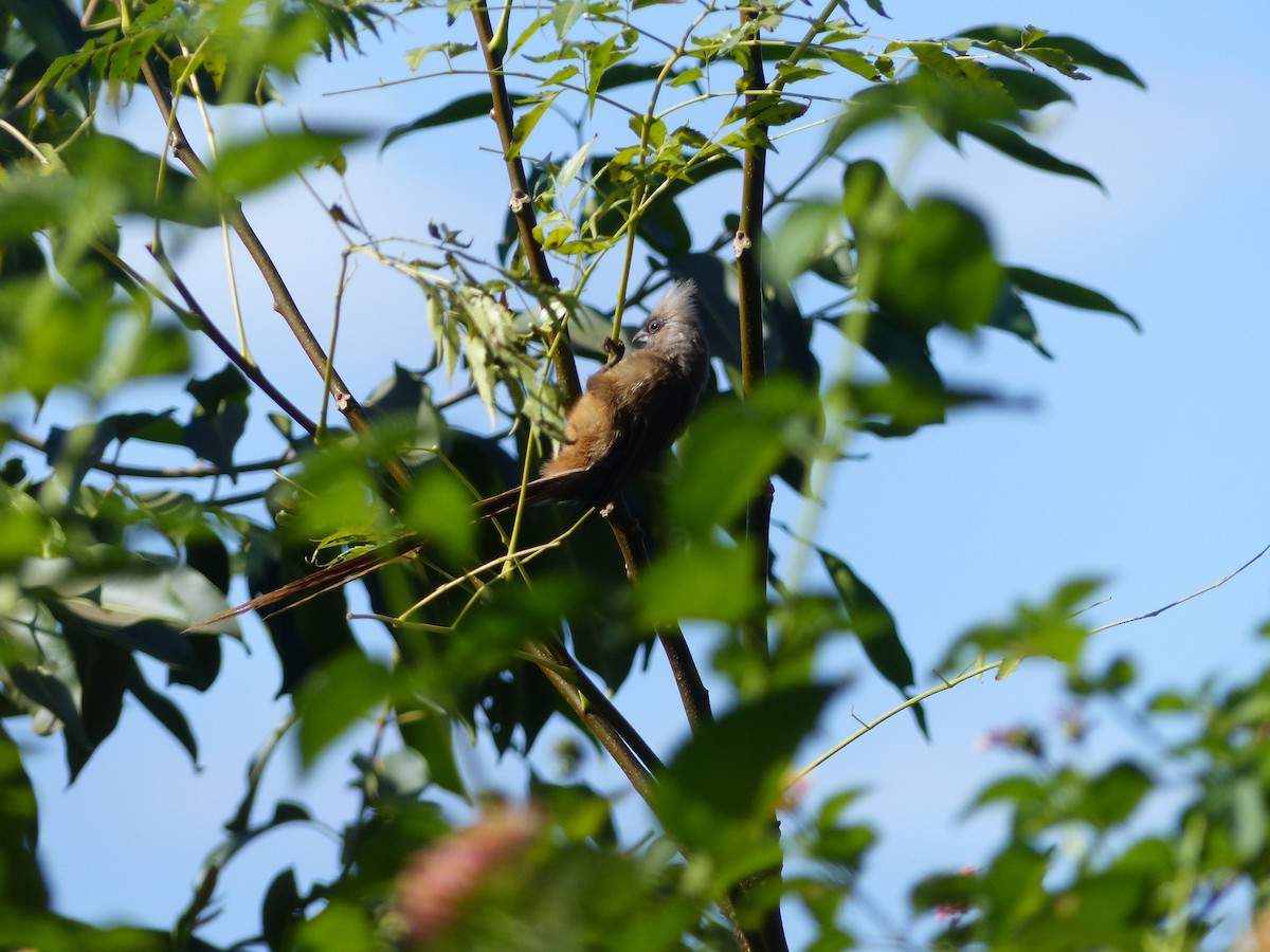 Speckled Mousebird - ML349106911