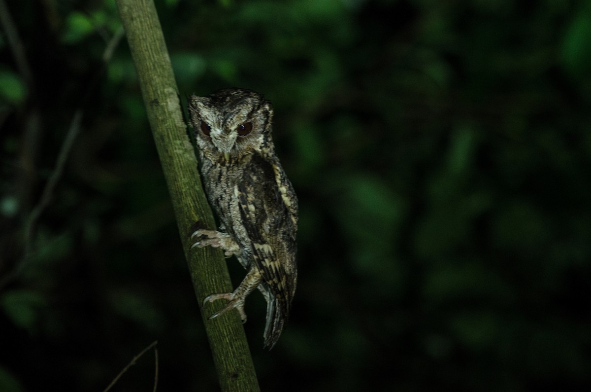 Collared Scops-Owl - ML349109421