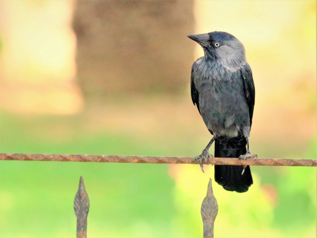 Eurasian Jackdaw - ML349109561