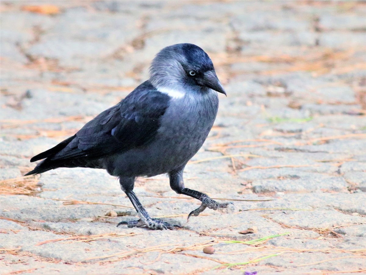 Eurasian Jackdaw - ML349109641