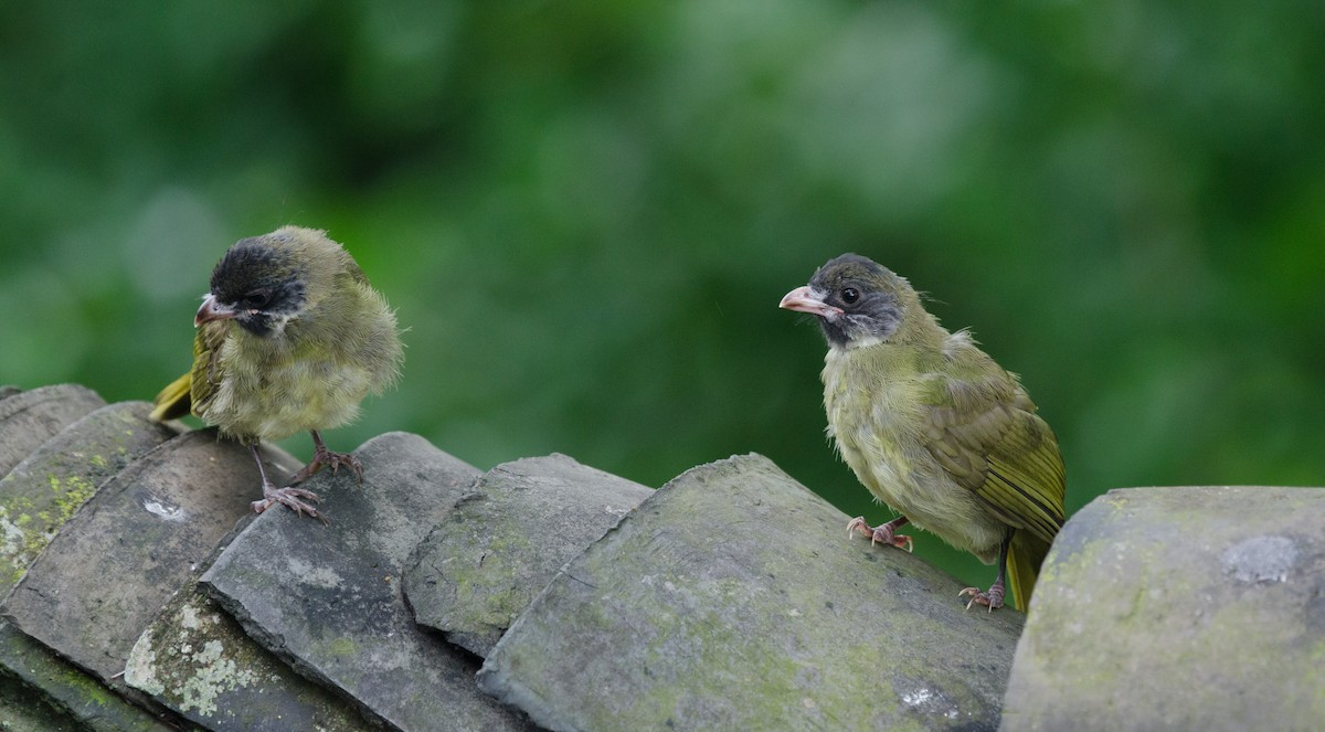 Collared Finchbill - ML349110521