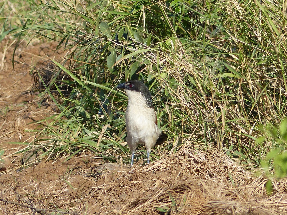 tanımsız Centropus sp. - ML349112931