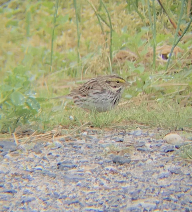 Savannah Sparrow (Savannah) - ML349114301