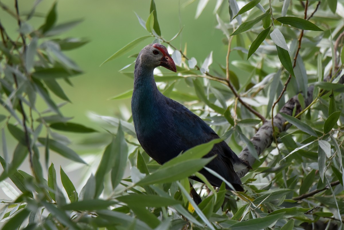 Gray-headed Swamphen - ML349116741