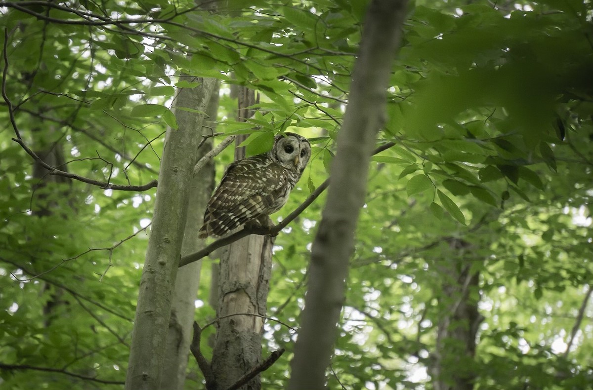 Barred Owl - ML349117141