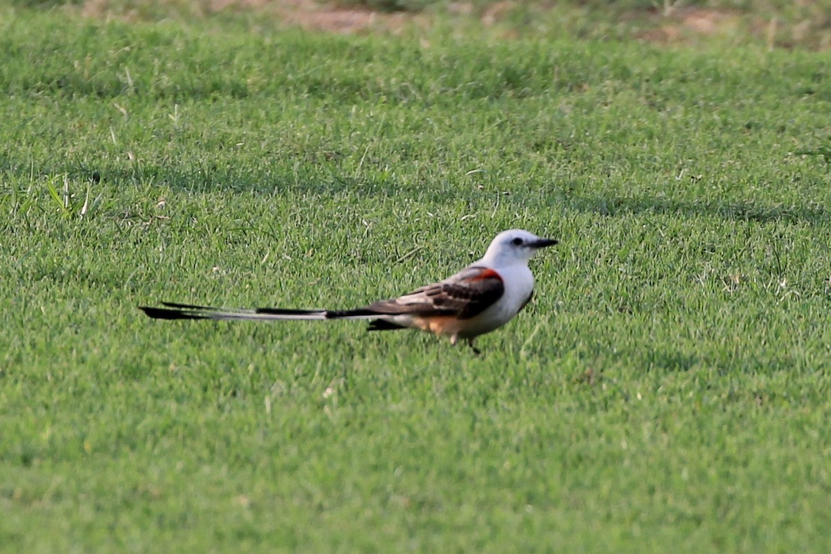Scissor-tailed Flycatcher - ML349117431