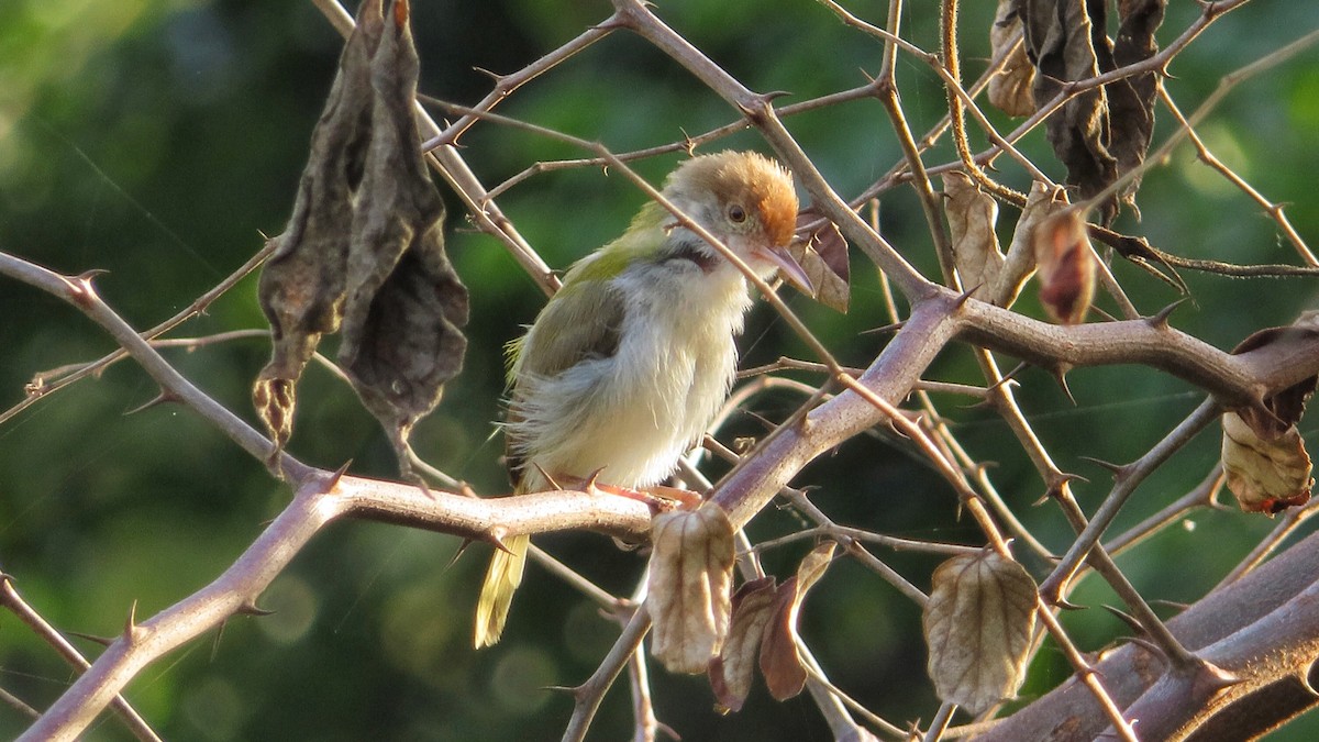 Common Tailorbird - karthick hari