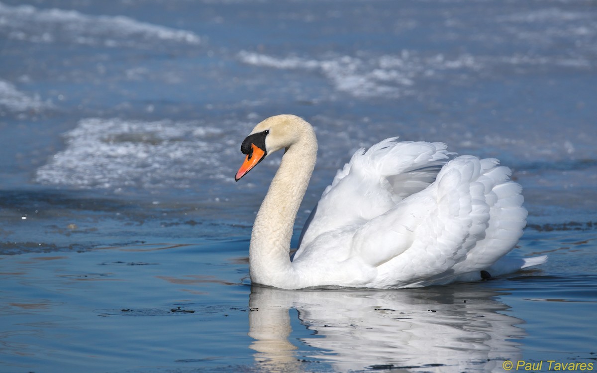 Mute Swan - Paul Tavares