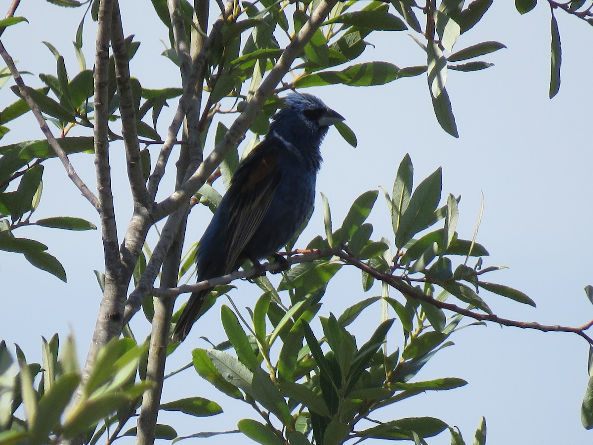 Blue Grosbeak - ML349118911