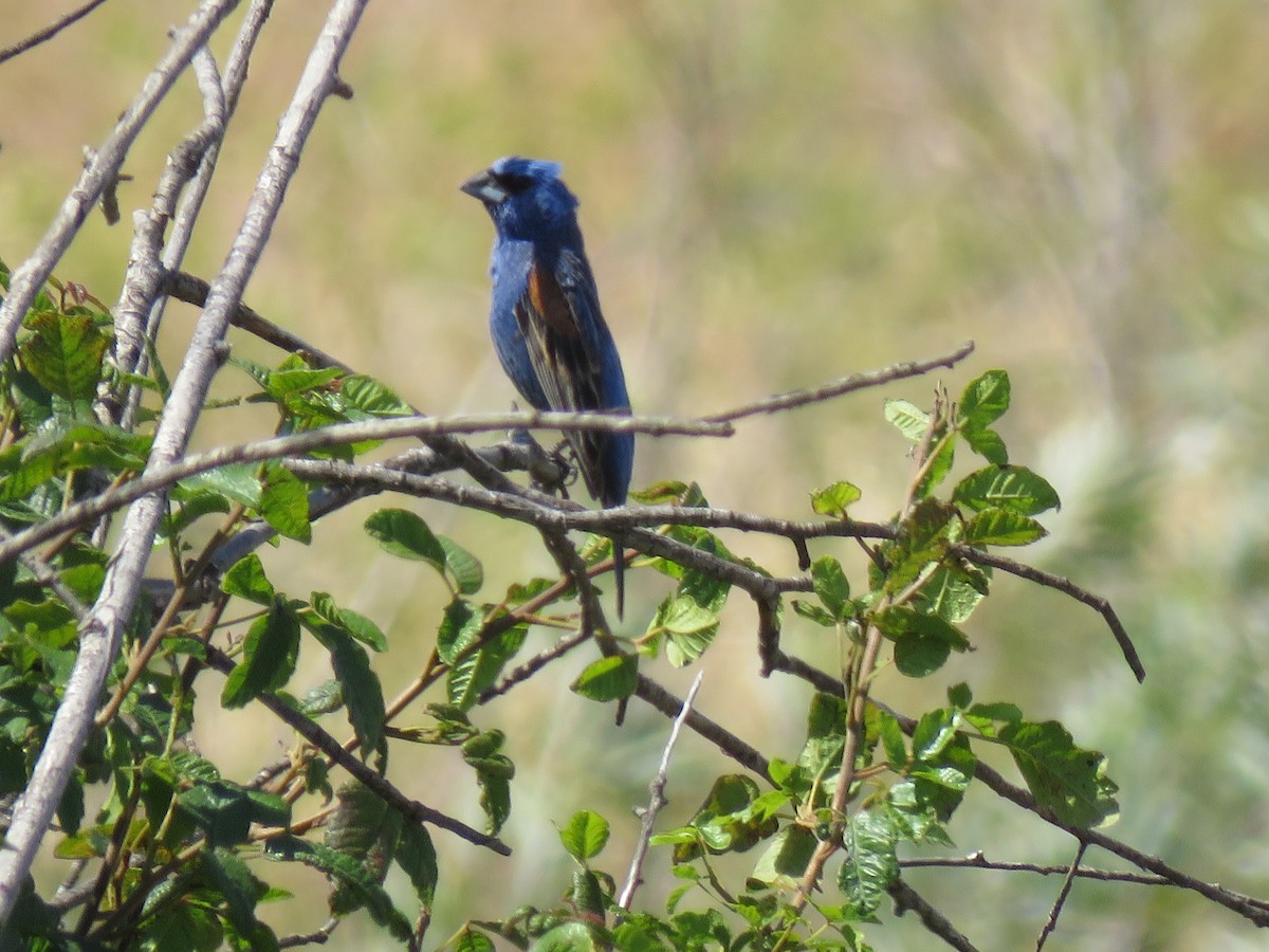 Blue Grosbeak - ML349118981
