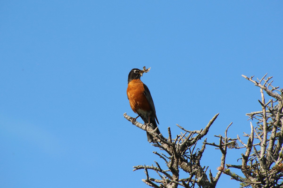 American Robin - ML349119561