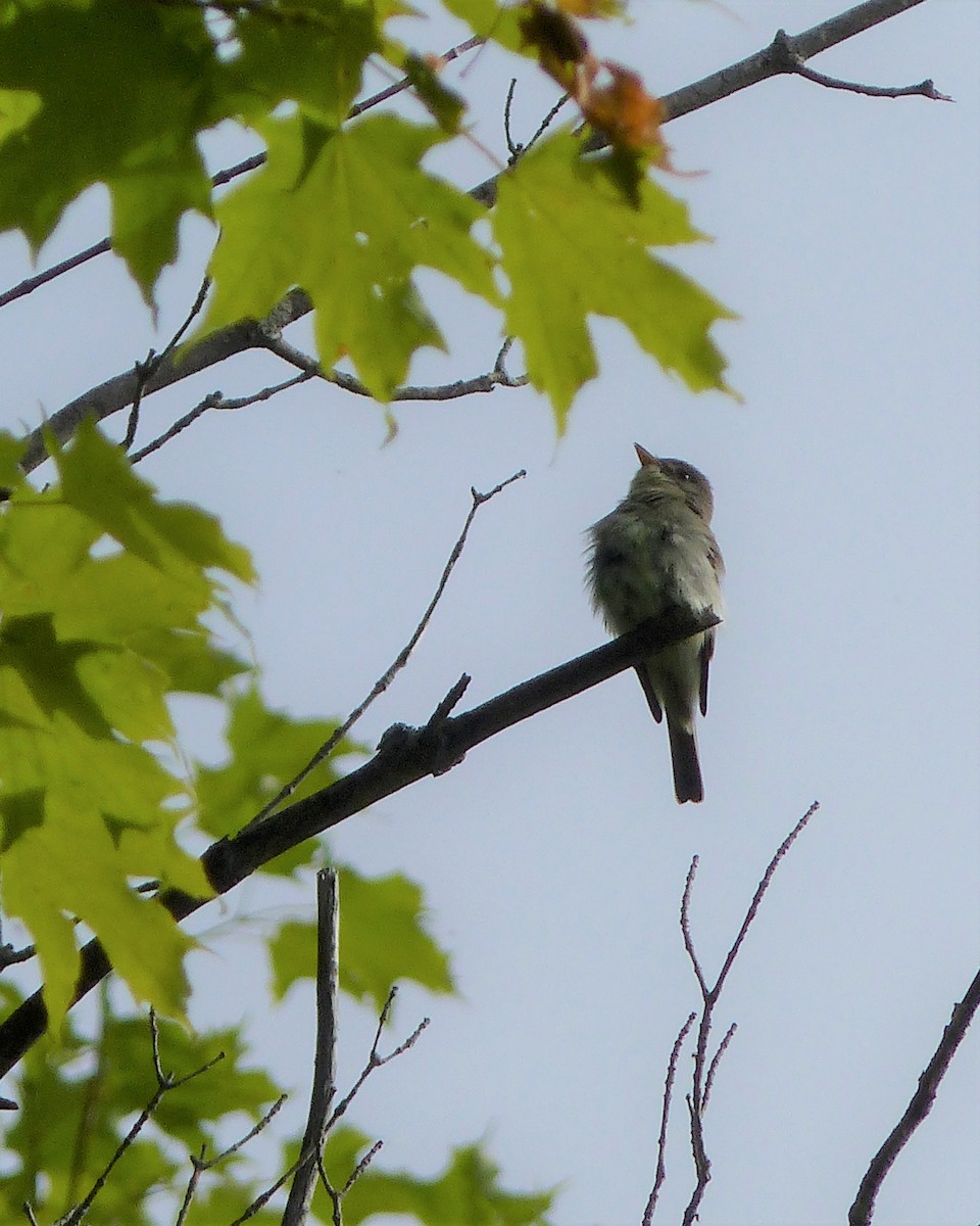 Eastern Wood-Pewee - ML349119771