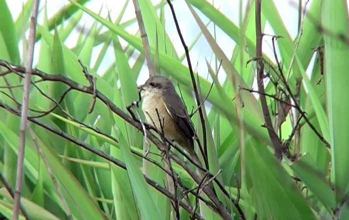 Brown Shrike - ML349122591