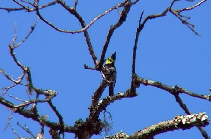 Yellow-cheeked Tit - ML349123031