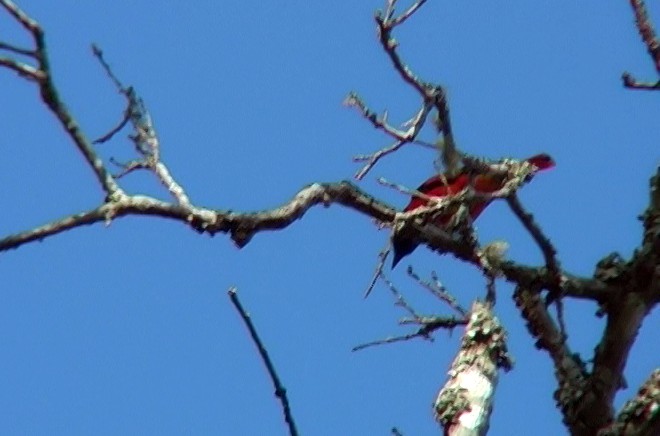 Scarlet Minivet - ML349123781