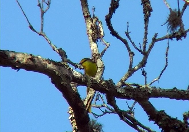 Minivet Escarlata - ML349124251