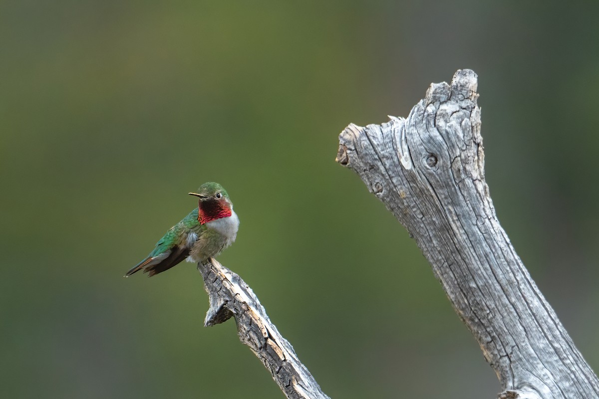 Broad-tailed Hummingbird - Seb H