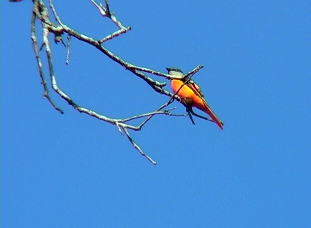 Minivet Gorjigrís (grupo solaris) - ML349125141