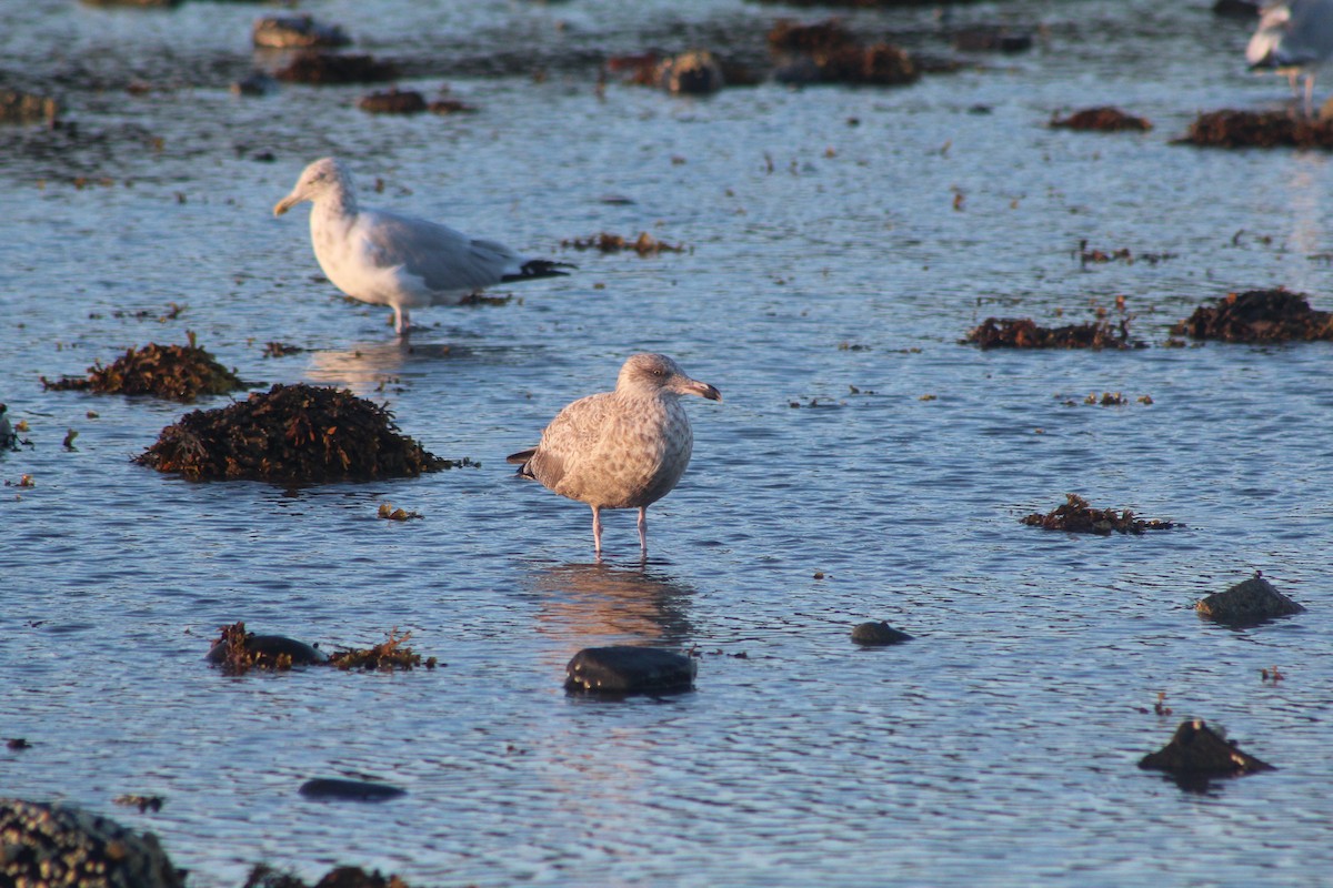 Herring Gull - ML349126501