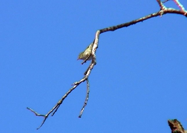 Hume's Warbler - Josep del Hoyo