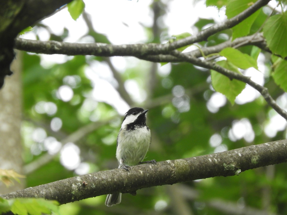 Black-capped Chickadee - ML349127141