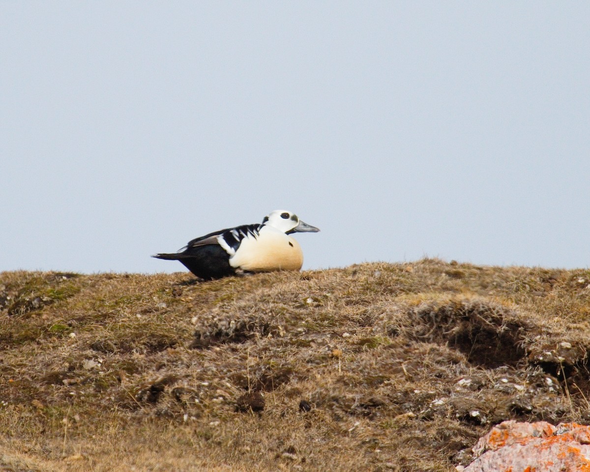 Steller's Eider - ML349127181