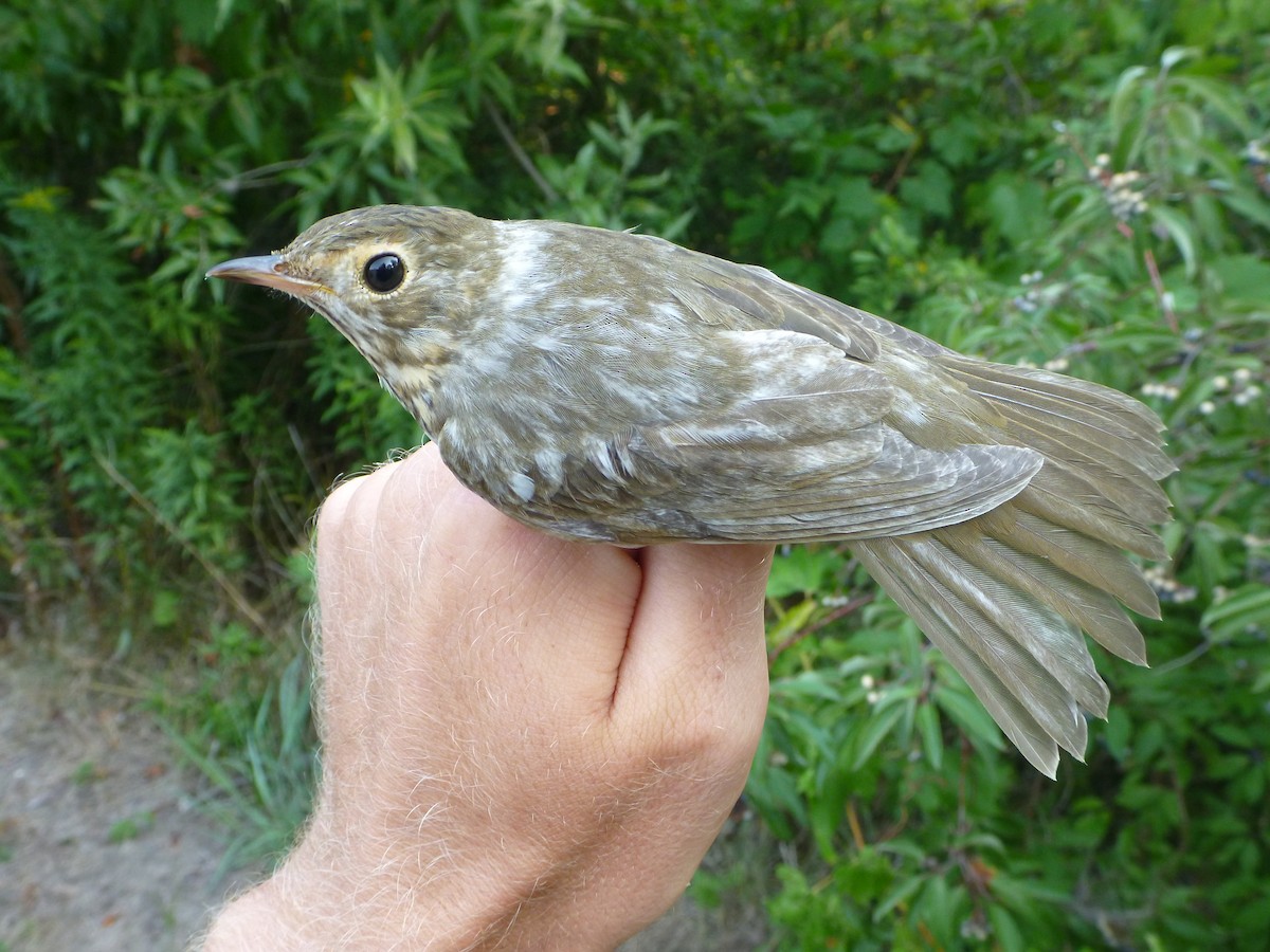 Swainson's Thrush - Matt Slaymaker