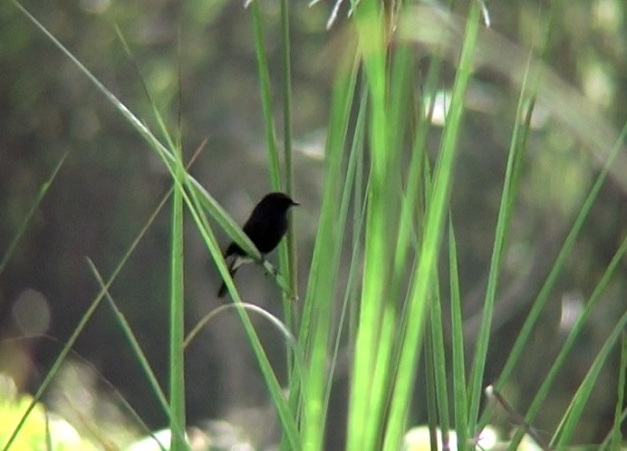 Pied Bushchat - ML349127321