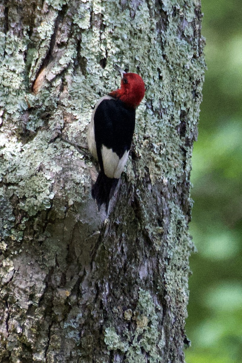Red-headed Woodpecker - ML349128471