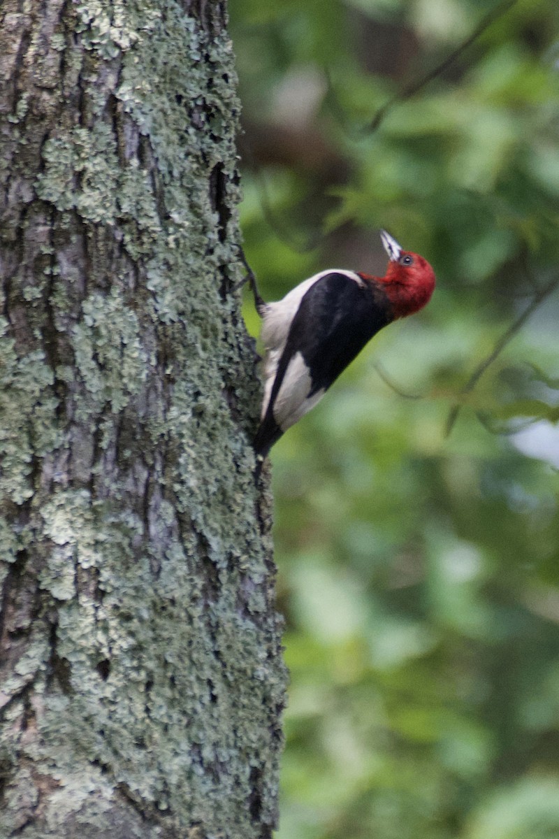 Red-headed Woodpecker - ML349128491