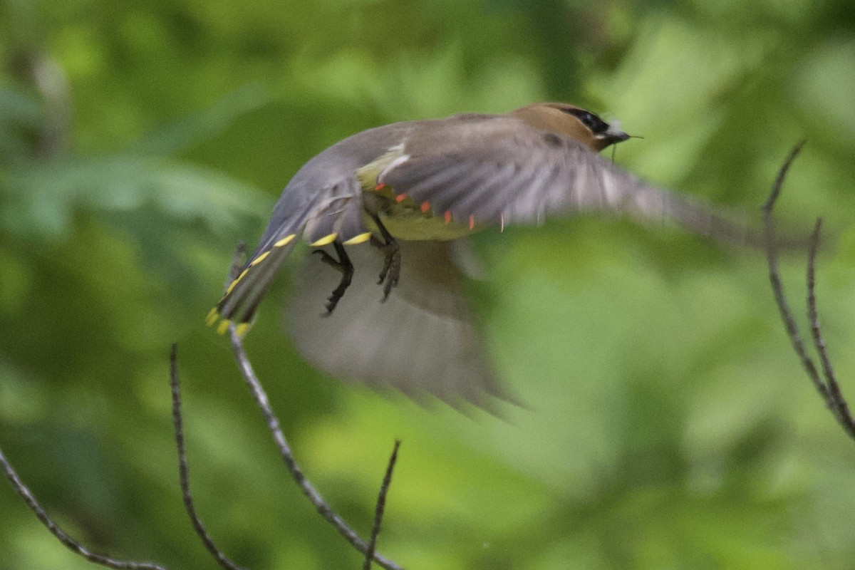 Cedar Waxwing - ML349128841