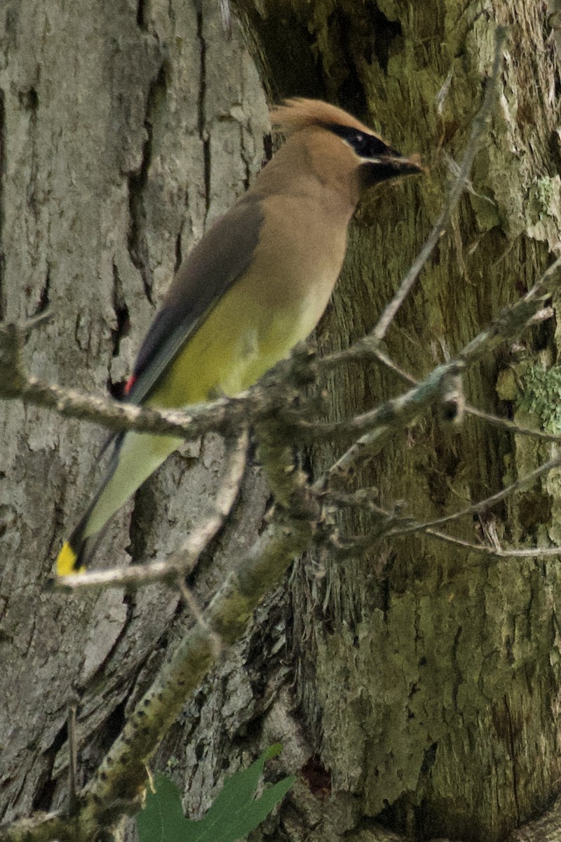 Cedar Waxwing - ML349128941