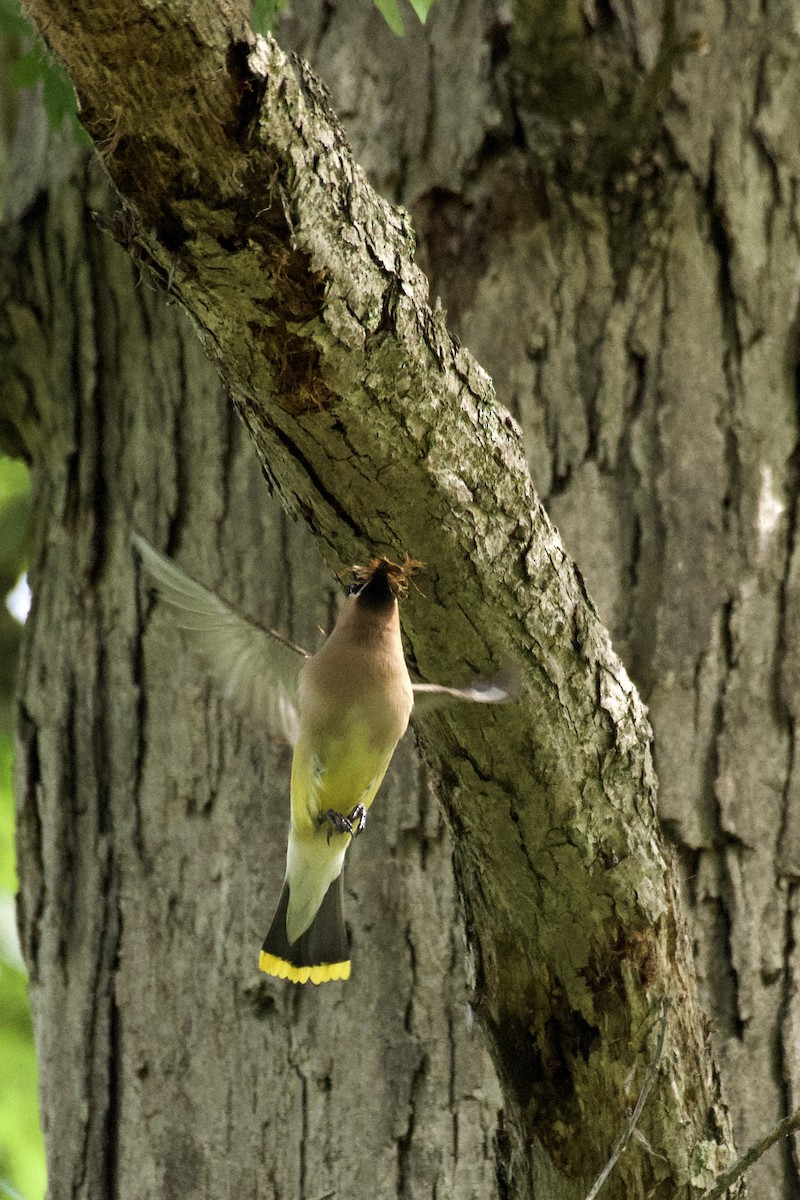 Cedar Waxwing - ML349129101