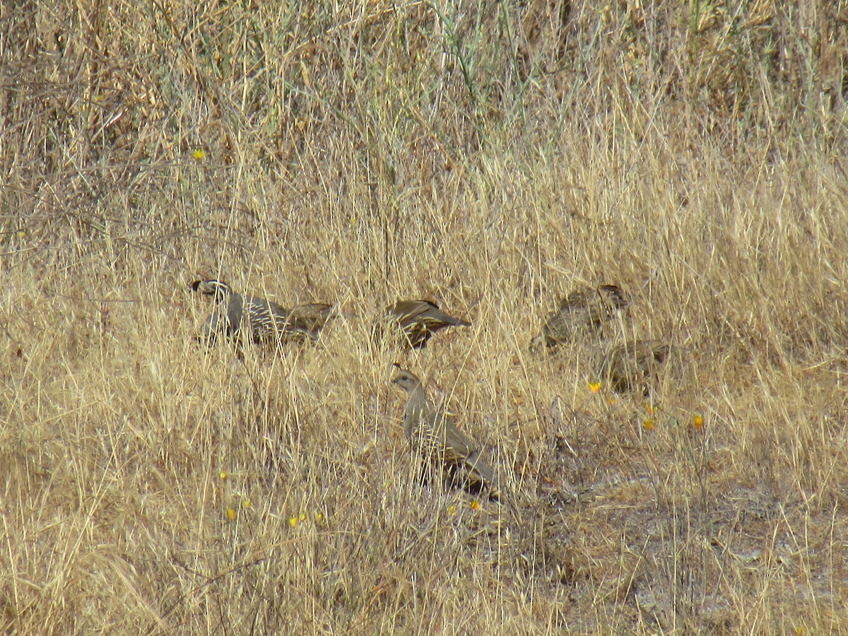 California Quail - ML349129761