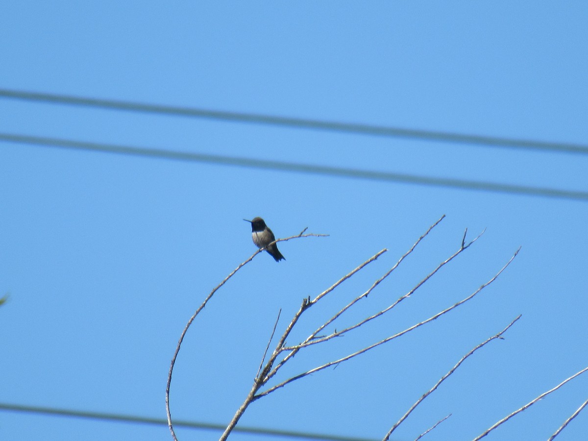 Black-chinned Hummingbird - ML349129851