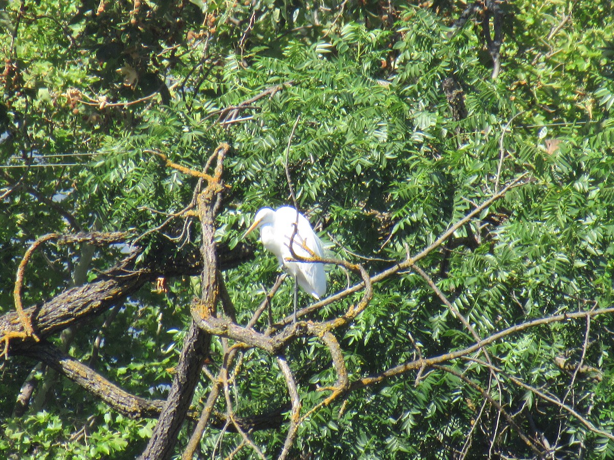 Great Egret - ML349130081