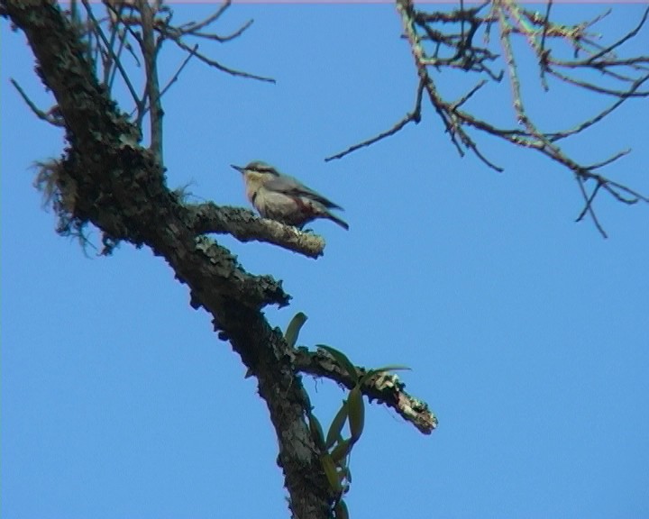 Chestnut-vented Nuthatch - ML349134501