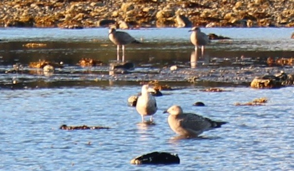 Common Eider - ML349135161