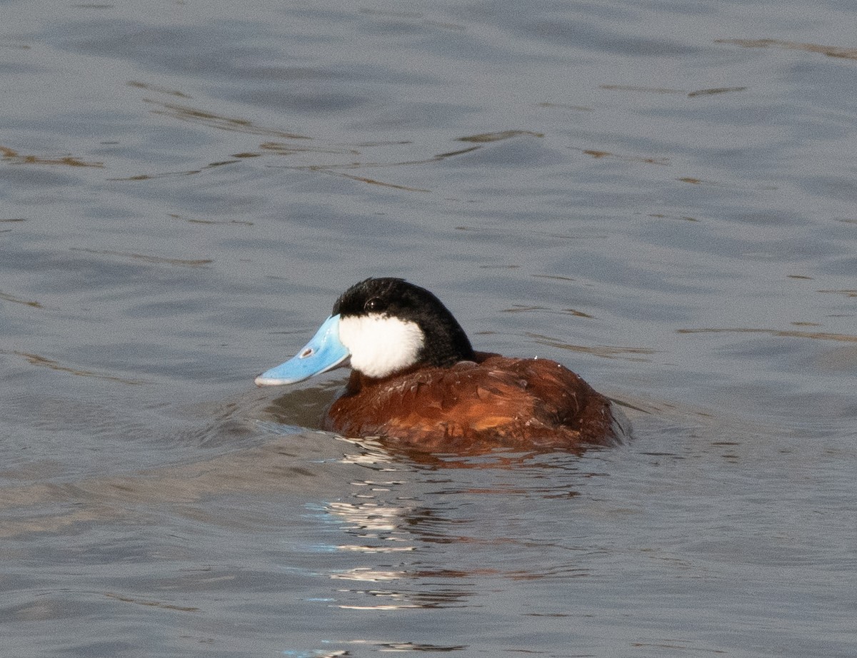 Ruddy Duck - ML349135591